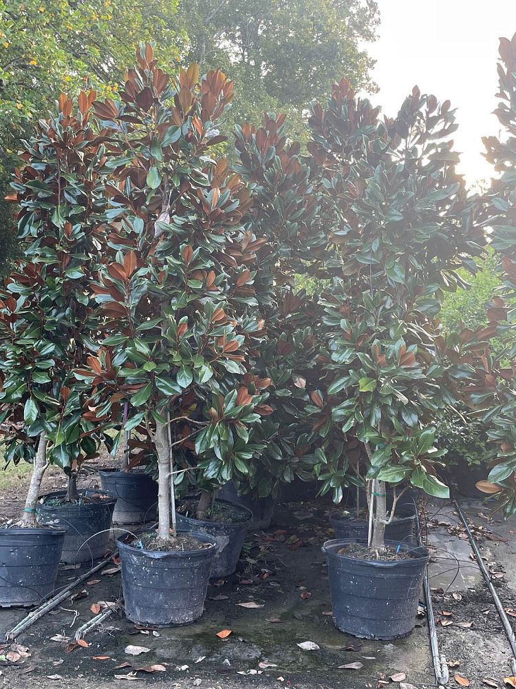 magnolia-grandiflora-d-d-blanchard-southern-magnolia