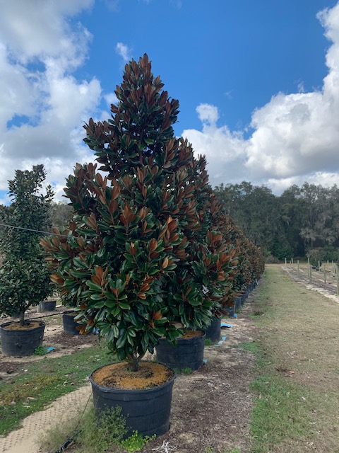 magnolia-grandiflora-d-d-blanchard-southern-magnolia