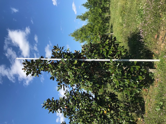 magnolia-grandiflora-d-d-blanchard-southern-magnolia