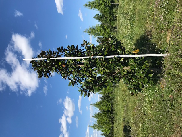 magnolia-grandiflora-d-d-blanchard-southern-magnolia