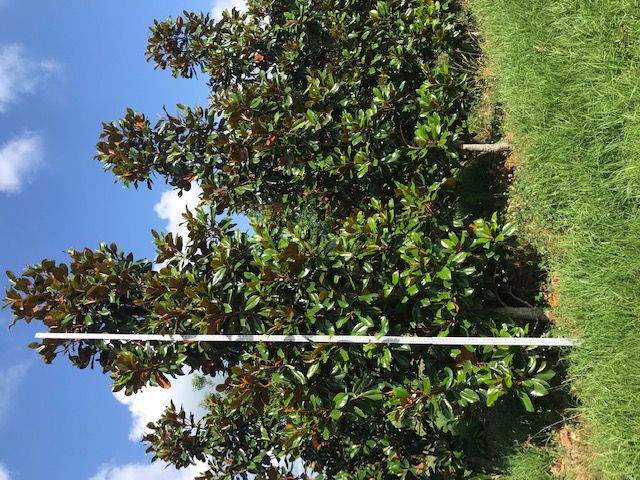 magnolia-grandiflora-d-d-blanchard-southern-magnolia