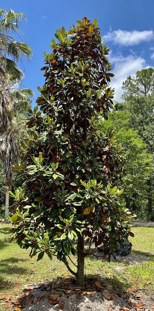 magnolia-grandiflora-d-d-blanchard-southern-magnolia