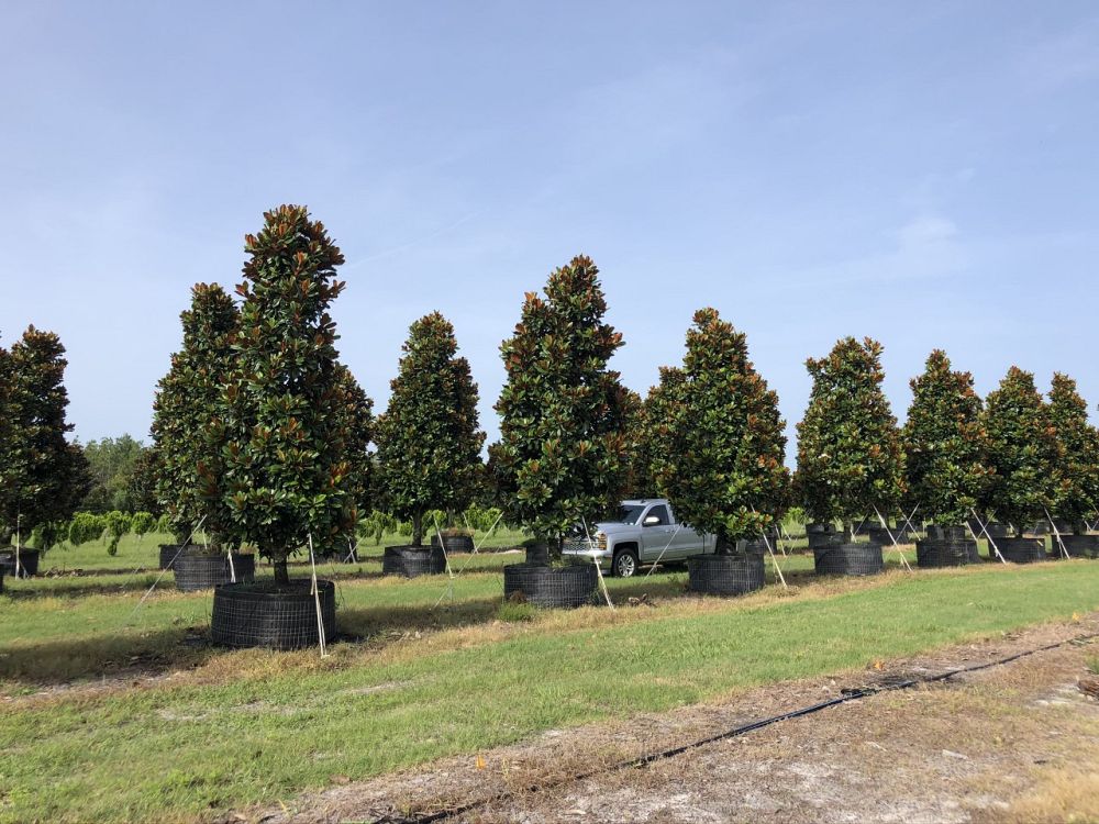 magnolia-grandiflora-d-d-blanchard-southern-magnolia