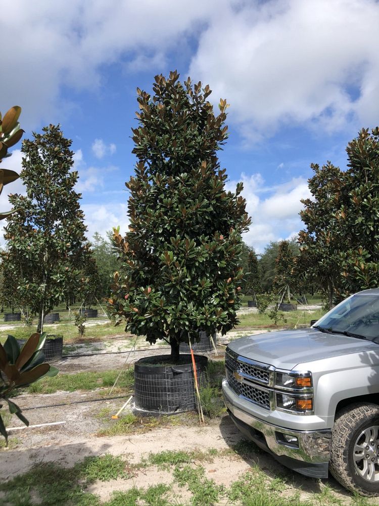 magnolia-grandiflora-d-d-blanchard-southern-magnolia
