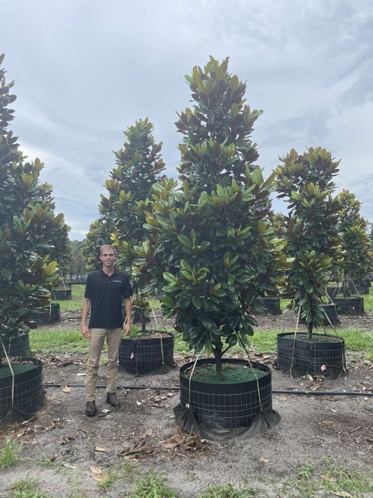 magnolia-grandiflora-d-d-blanchard-southern-magnolia