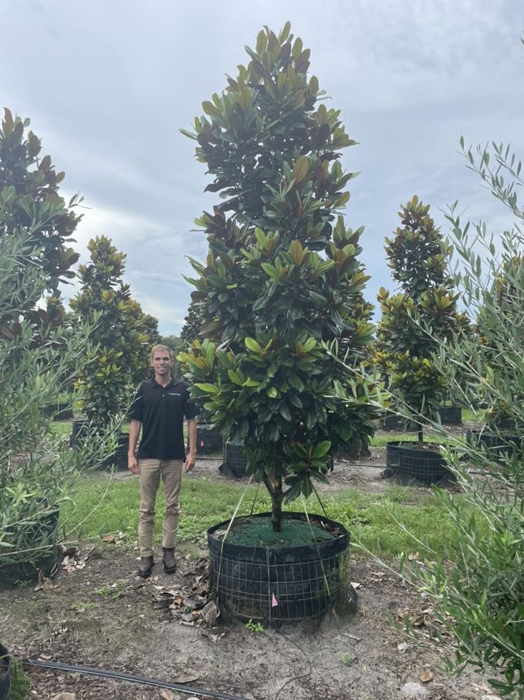 magnolia-grandiflora-d-d-blanchard-southern-magnolia