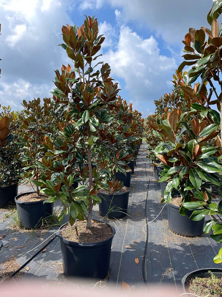 magnolia-grandiflora-d-d-blanchard-southern-magnolia