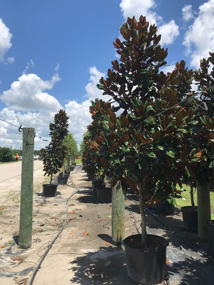 magnolia-grandiflora-d-d-blanchard-southern-magnolia