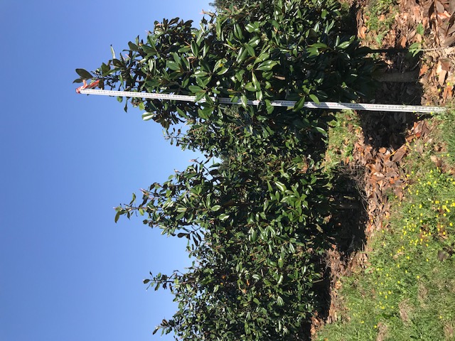 magnolia-grandiflora-d-d-blanchard-southern-magnolia
