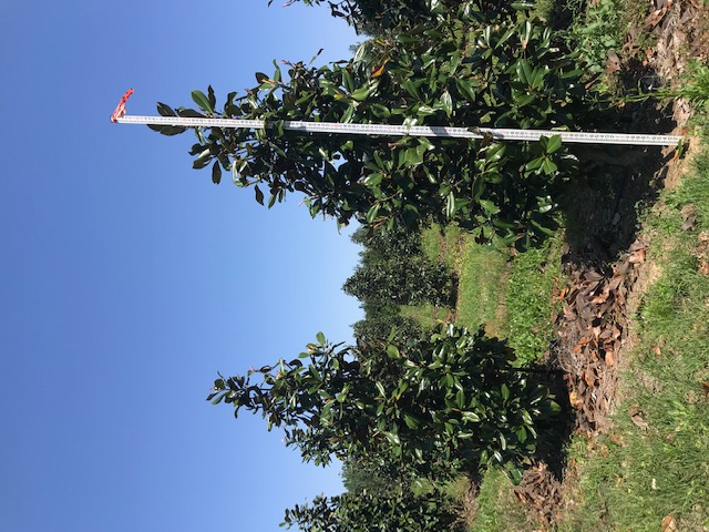 magnolia-grandiflora-d-d-blanchard-southern-magnolia