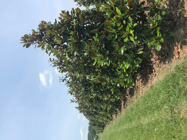 magnolia-grandiflora-d-d-blanchard-southern-magnolia