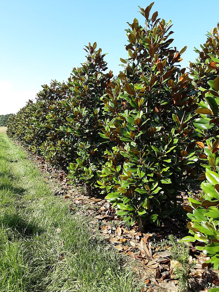 magnolia-grandiflora-d-d-blanchard-southern-magnolia