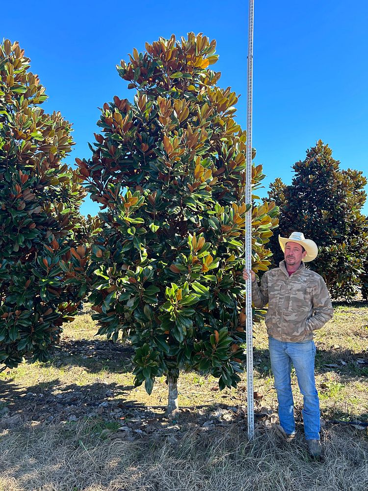 magnolia-grandiflora-d-d-blanchard-southern-magnolia