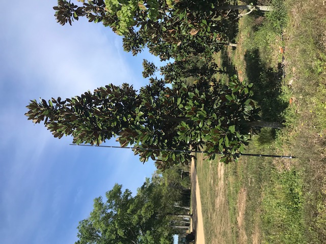 magnolia-grandiflora-d-d-blanchard-southern-magnolia
