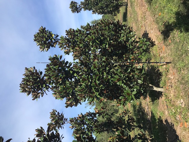 magnolia-grandiflora-d-d-blanchard-southern-magnolia
