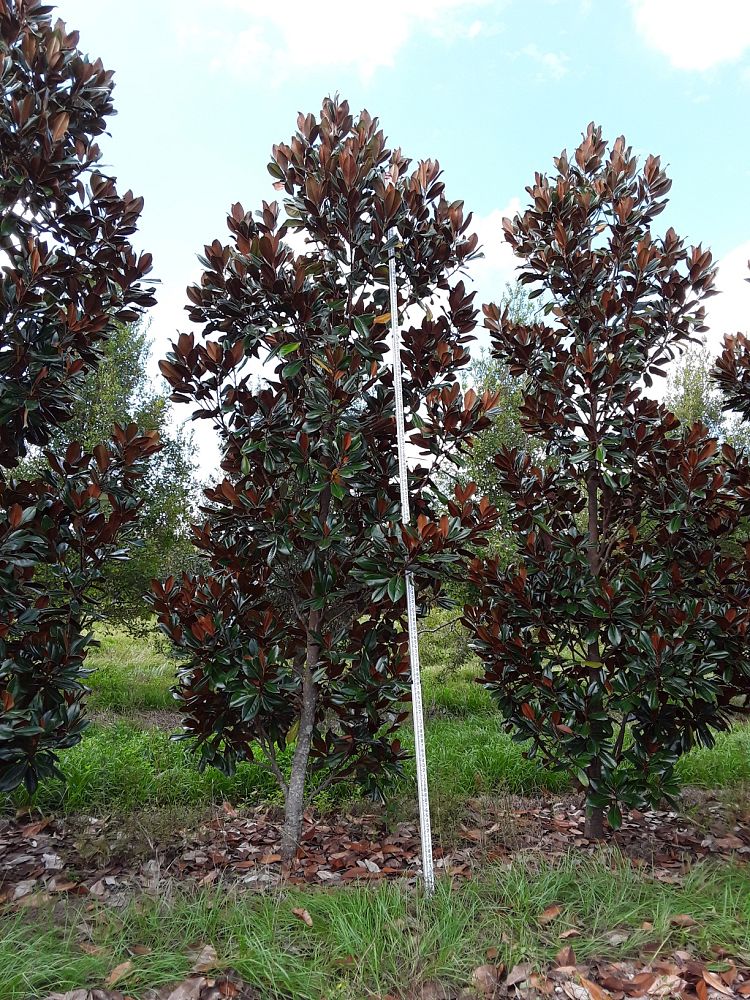 magnolia-grandiflora-d-d-blanchard-southern-magnolia