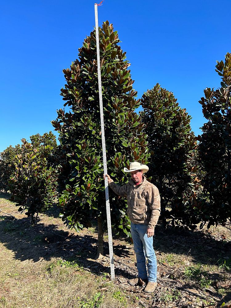 magnolia-grandiflora-d-d-blanchard-southern-magnolia