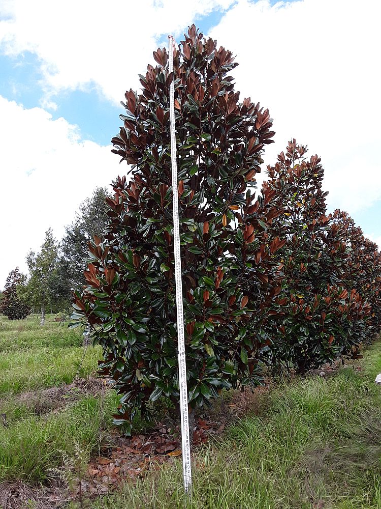 magnolia-grandiflora-d-d-blanchard-southern-magnolia