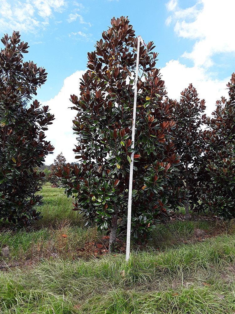 magnolia-grandiflora-d-d-blanchard-southern-magnolia