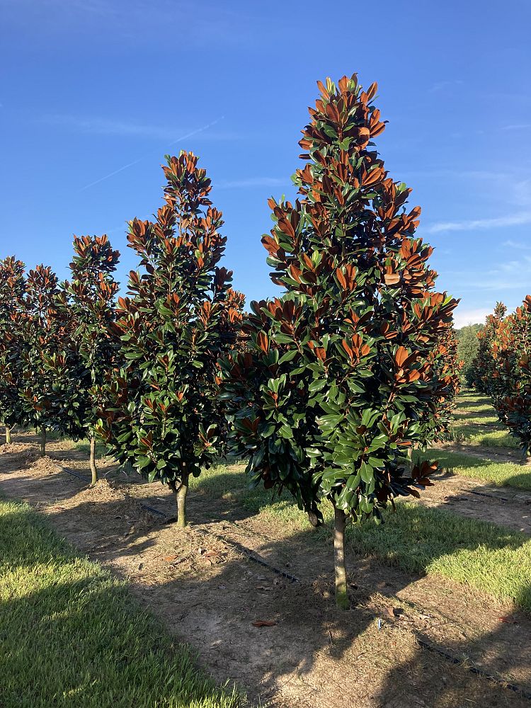 magnolia-grandiflora-d-d-blanchard-southern-magnolia