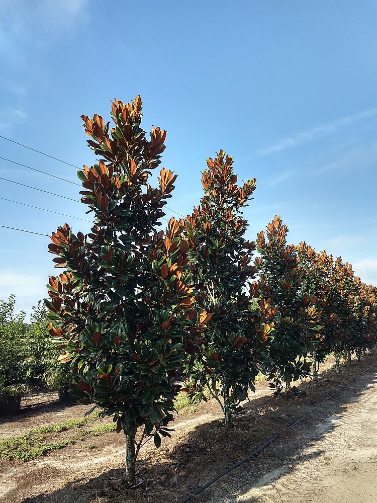 magnolia-grandiflora-d-d-blanchard-southern-magnolia