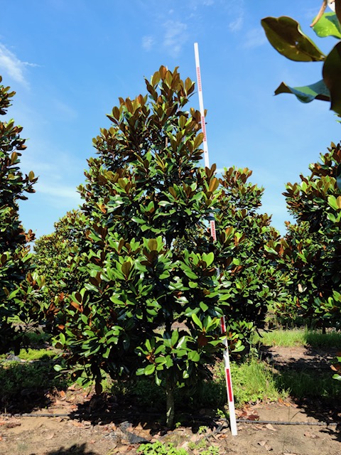 magnolia-grandiflora-d-d-blanchard-southern-magnolia