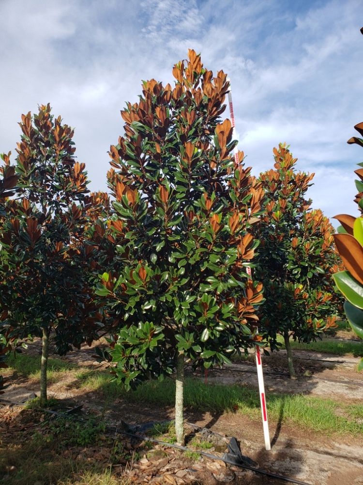 magnolia-grandiflora-d-d-blanchard-southern-magnolia
