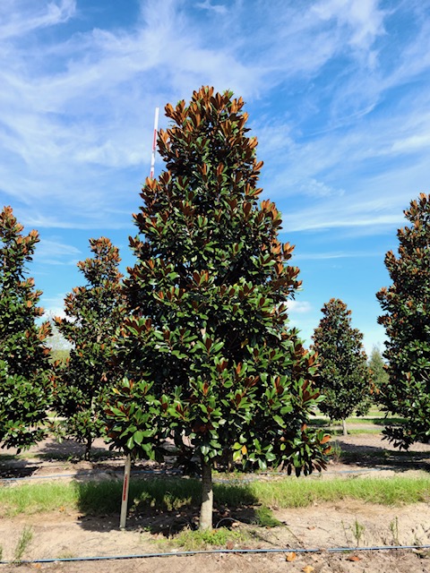 magnolia-grandiflora-d-d-blanchard-southern-magnolia
