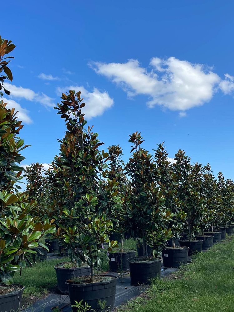 magnolia-grandiflora-d-d-blanchard-southern-magnolia