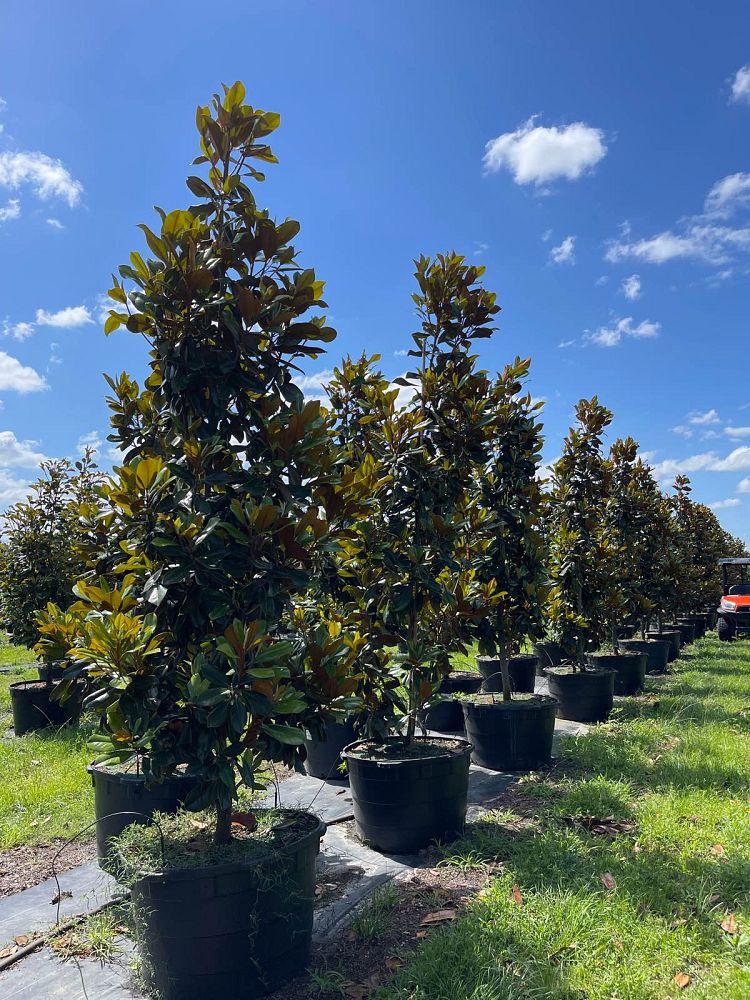 magnolia-grandiflora-d-d-blanchard-southern-magnolia