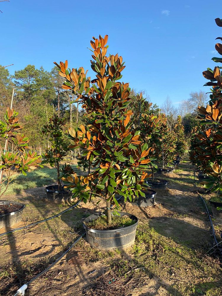magnolia-grandiflora-d-d-blanchard-southern-magnolia