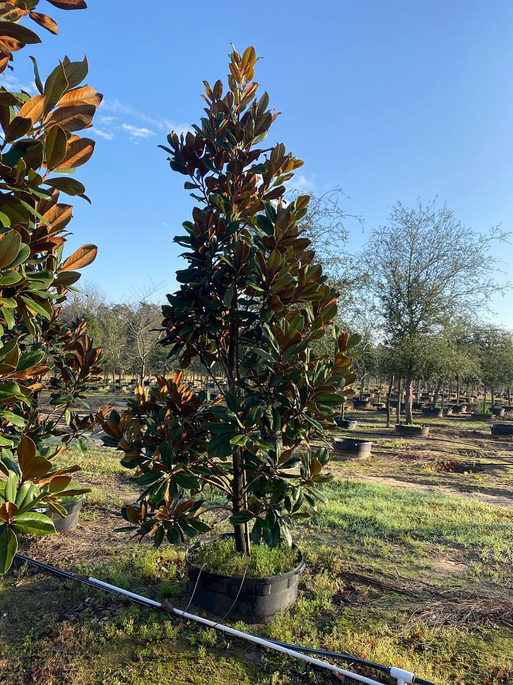 magnolia-grandiflora-d-d-blanchard-southern-magnolia