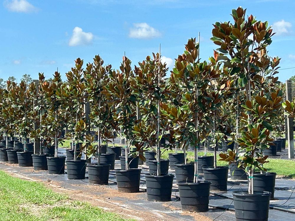 magnolia-grandiflora-d-d-blanchard-southern-magnolia