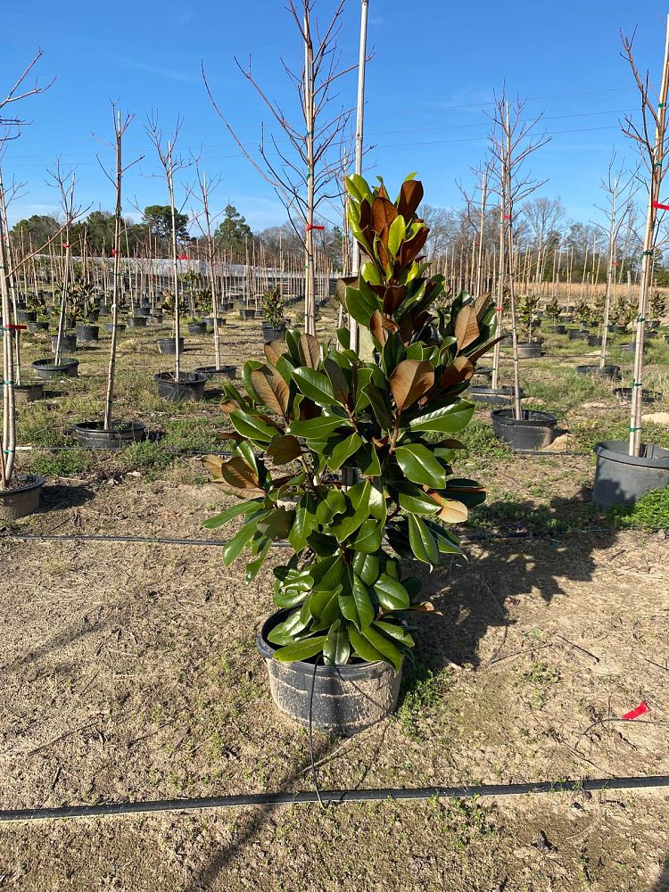 magnolia-grandiflora-d-d-blanchard-southern-magnolia