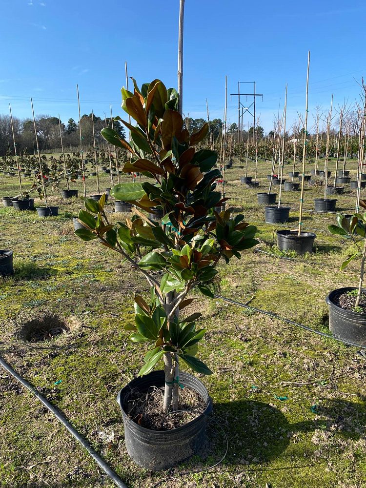 magnolia-grandiflora-d-d-blanchard-southern-magnolia