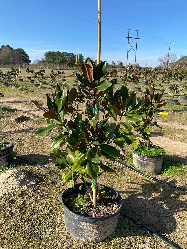 magnolia-grandiflora-d-d-blanchard-southern-magnolia