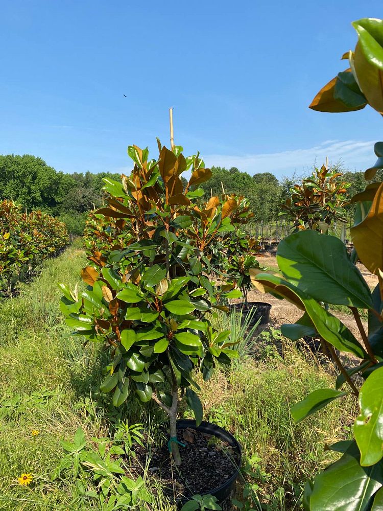 magnolia-grandiflora-d-d-blanchard-southern-magnolia