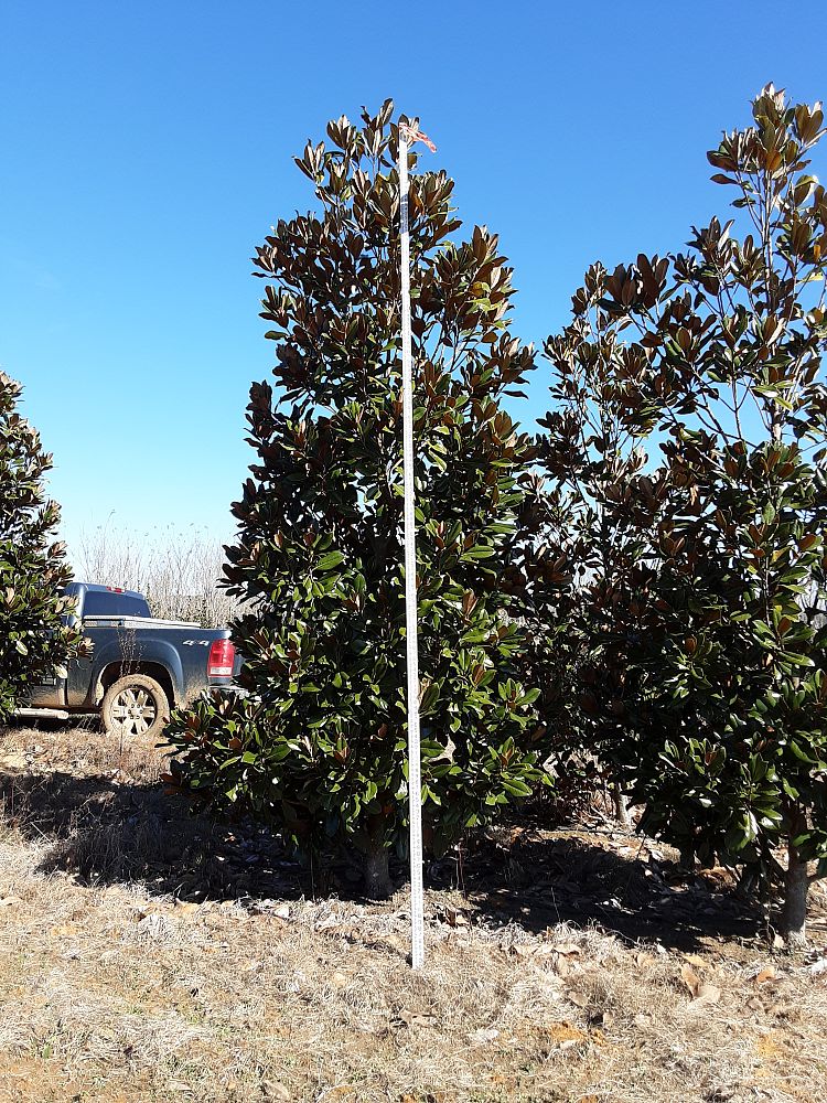 magnolia-grandiflora-d-d-blanchard-southern-magnolia
