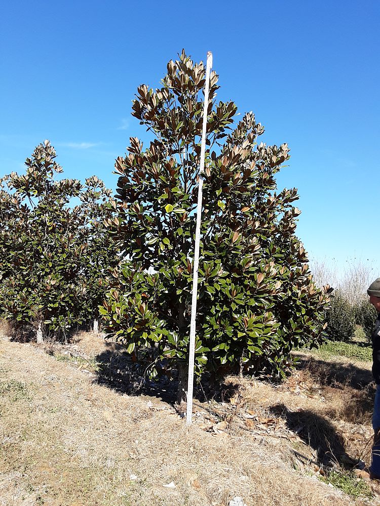 magnolia-grandiflora-d-d-blanchard-southern-magnolia