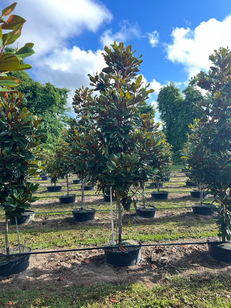 magnolia-grandiflora-d-d-blanchard-southern-magnolia