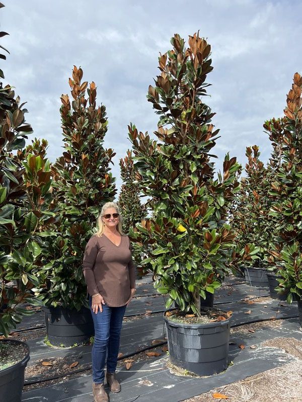 magnolia-grandiflora-d-d-blanchard-southern-magnolia