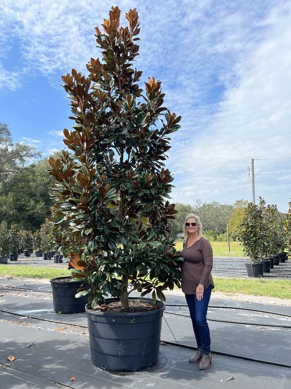 magnolia-grandiflora-d-d-blanchard-southern-magnolia