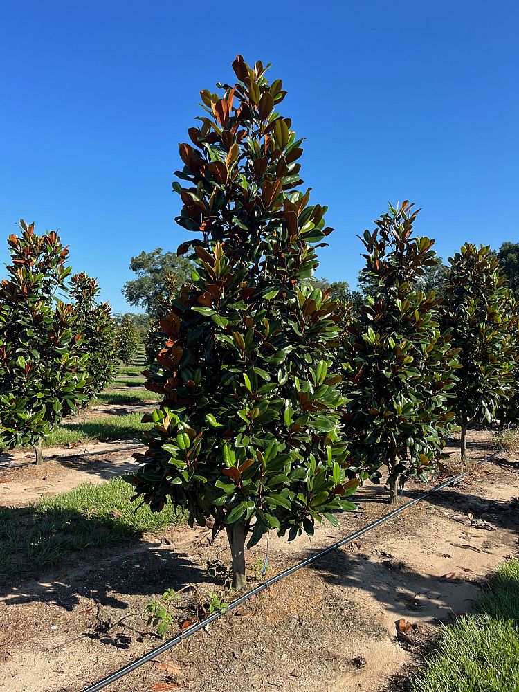 magnolia-grandiflora-d-d-blanchard-southern-magnolia