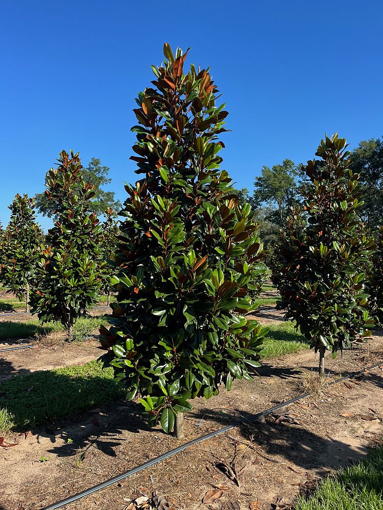 magnolia-grandiflora-d-d-blanchard-southern-magnolia