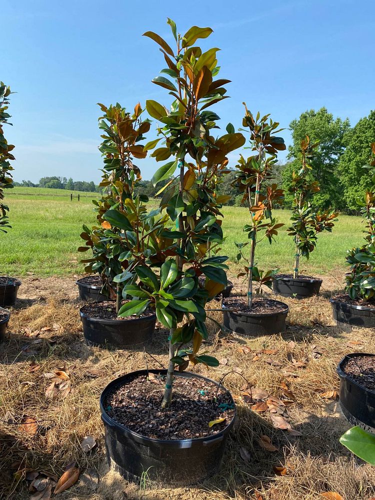 magnolia-grandiflora-d-d-blanchard-southern-magnolia