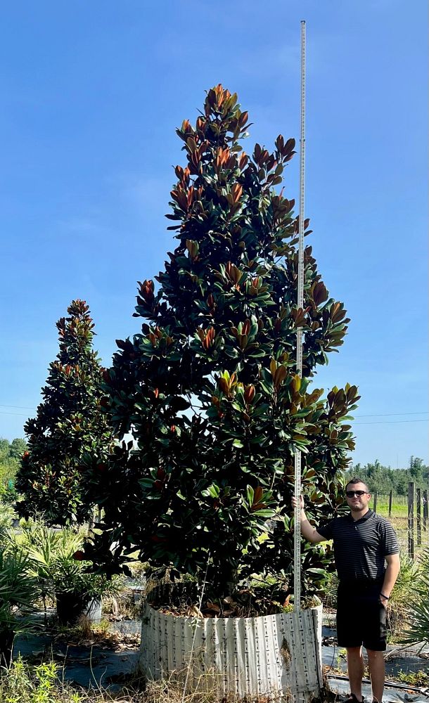 magnolia-grandiflora-d-d-blanchard-southern-magnolia