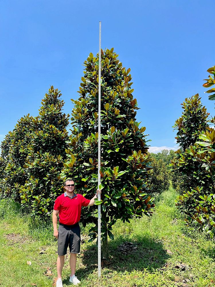 magnolia-grandiflora-d-d-blanchard-southern-magnolia