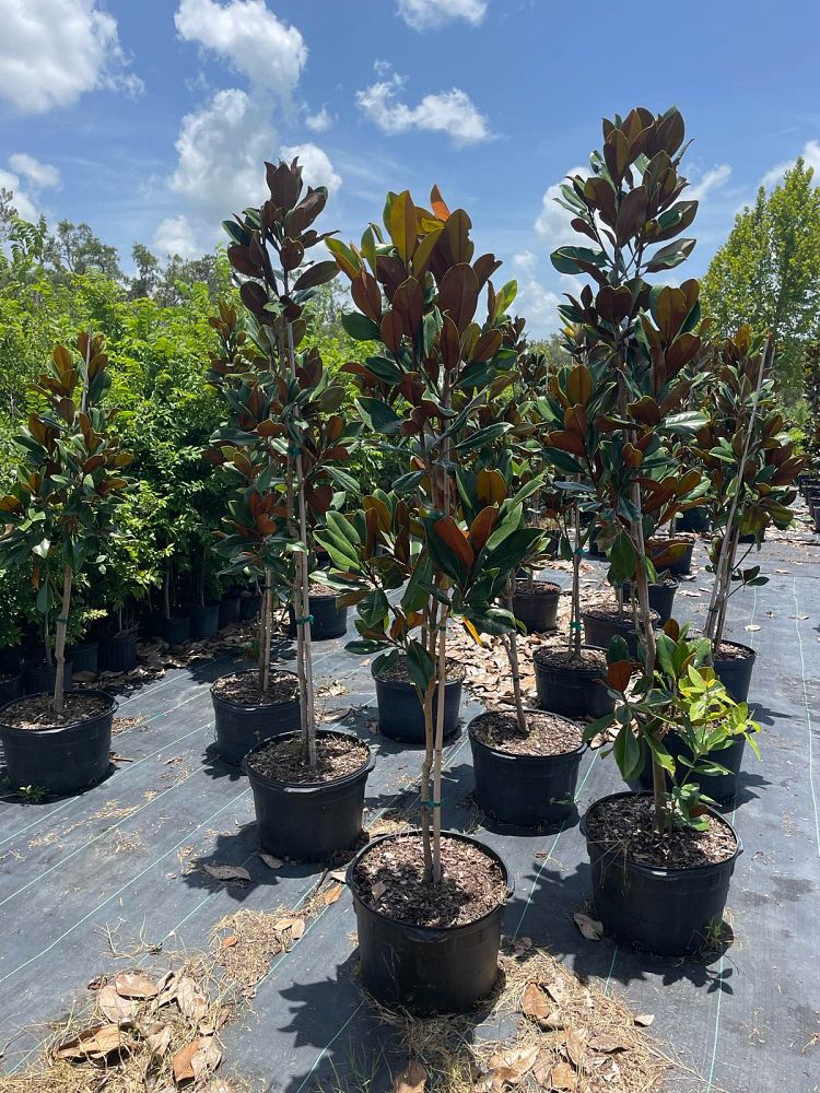 magnolia-grandiflora-d-d-blanchard-southern-magnolia