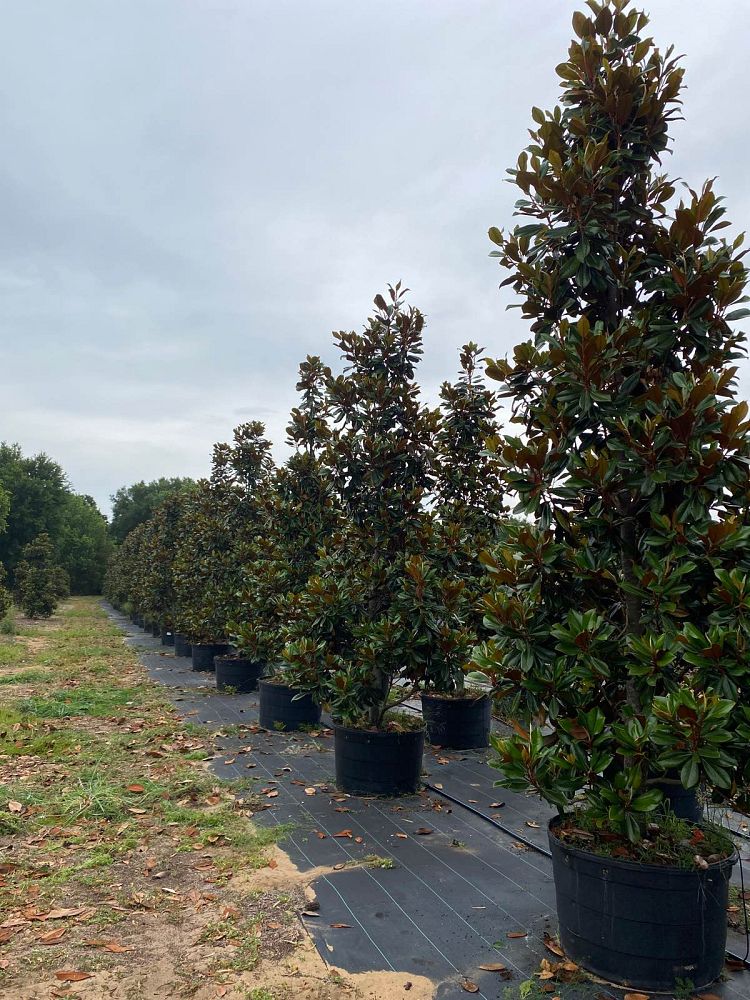 magnolia-grandiflora-d-d-blanchard-southern-magnolia