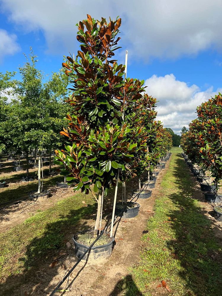 magnolia-grandiflora-d-d-blanchard-southern-magnolia